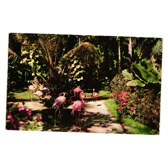 Flamingos In Tropical Garden Scene Vintage Postcard USA 1960 Handwritten Message - Picture 1 of 2